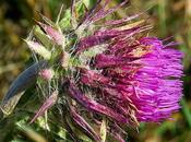 Chardon penché (Carduus nutans)