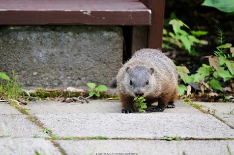 Sinsifflette! Un siffleux…