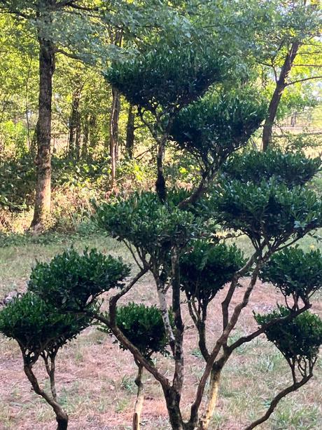 Domaine de Poulaines (dans l’Indre)