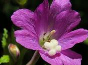 Épilobe hirsute (Épilobe hirsute)