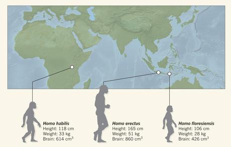 Comparaison de taille de différentes espèces du genre Homo