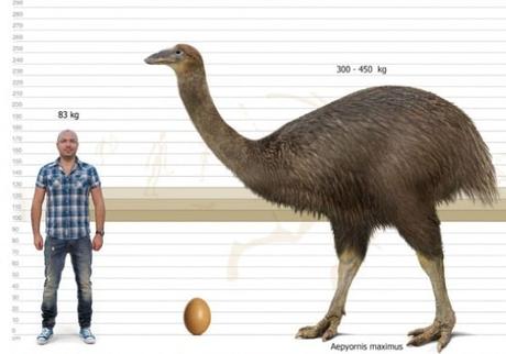 Oiseau éléphant de Madagascar Oiseau éléphant de Madagascar