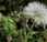Picride fausse vipérine (Helminthotheca echioides)