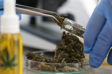 Il est généralement admis que la consommation modérée de cannabis, une fois le développement du cerveau achevé est généralement sans danger. Cependant... (Visuel Adobe Stock 305270592) Il est généralement admis que la consommation modérée de cannabis, une fois le développement du cerveau achevé est généralement sans danger. Cependant... (Visuel Adobe Stock 305270592)