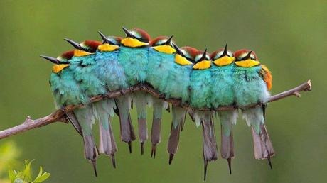 Divers - un petit reste de ces magnifiques oiseaux