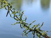 Élodée Nuttal (Elodea nuttallii)