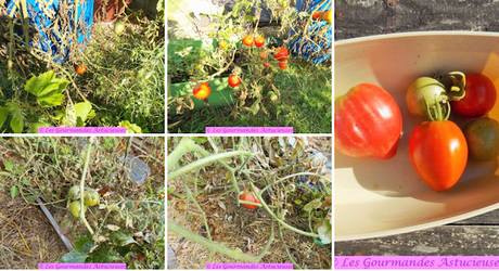 Tarte fine aux tomates (Vegan) Tarte fine aux tomates (Vegan)