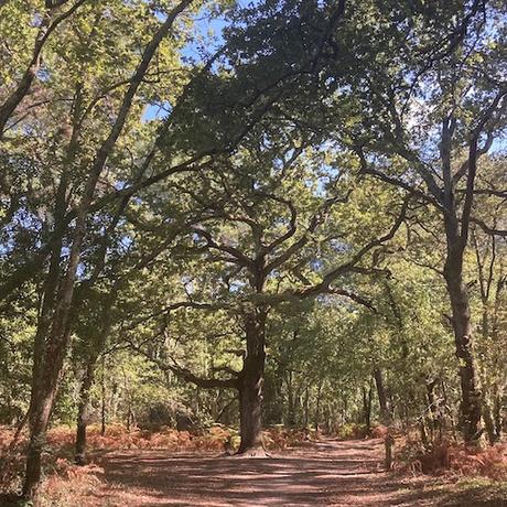 Promenons-nous dans les bois puisque le feu n’y est pas
