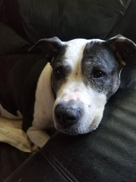 Bouchées de tofu fumé aux épices à steak Bouchées de tofu fumé aux épices à steak