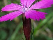 Œillet chartreux (Dianthus carthusianorum)