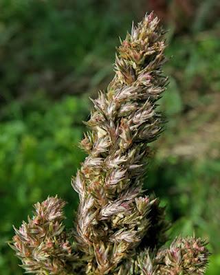 Amarante réfléchie (Amaranthus retroflexus)