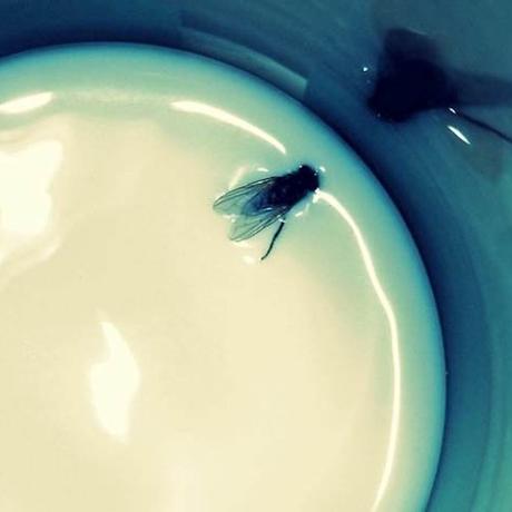 Une Mouche Dans un Verre de Lait Une Mouche Dans un Verre de Lait