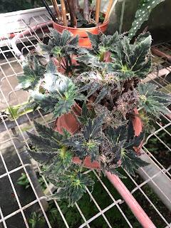 Le Conservatoire national du Bégonia de Rochefort