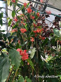 Le Conservatoire national du Bégonia de Rochefort