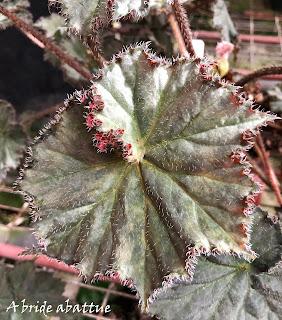 Le Conservatoire national du Bégonia de Rochefort