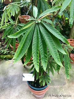 Le Conservatoire national du Bégonia de Rochefort