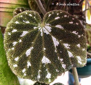 Le Conservatoire national du Bégonia de Rochefort