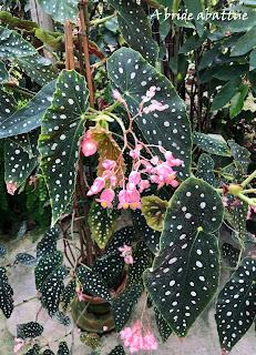 Le Conservatoire national du Bégonia de Rochefort