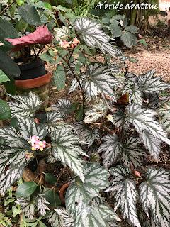 Le Conservatoire national du Bégonia de Rochefort
