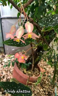 Le Conservatoire national du Bégonia de Rochefort