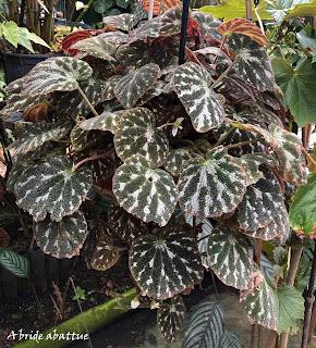 Le Conservatoire national du Bégonia de Rochefort