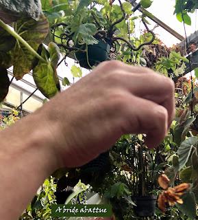 Le Conservatoire national du Bégonia de Rochefort