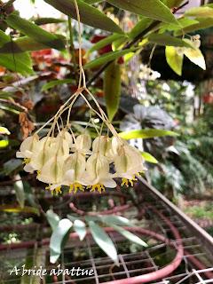 Le Conservatoire national du Bégonia de Rochefort