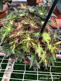 Le Conservatoire national du Bégonia de Rochefort