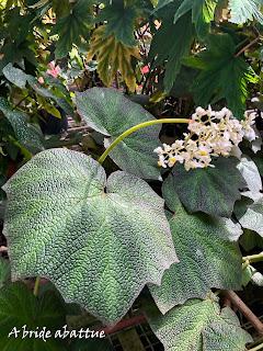 Le Conservatoire national du Bégonia de Rochefort
