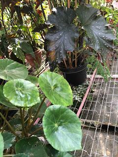 Le Conservatoire national du Bégonia de Rochefort