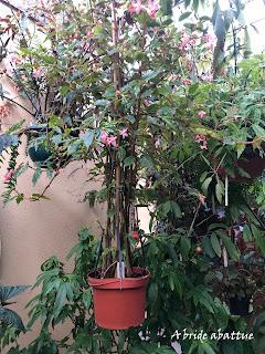 Le Conservatoire national du Bégonia de Rochefort