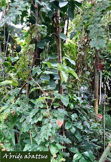 Le Conservatoire national du Bégonia de Rochefort