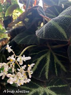Le Conservatoire national du Bégonia de Rochefort