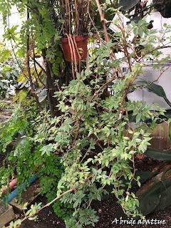 Le Conservatoire national du Bégonia de Rochefort