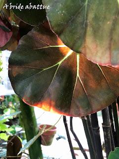 Le Conservatoire national du Bégonia de Rochefort