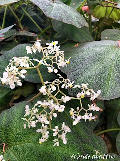 Le Conservatoire national du Bégonia de Rochefort