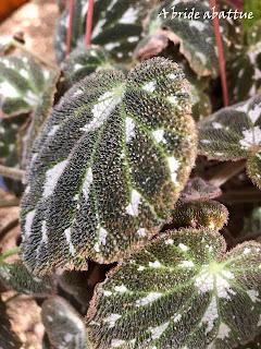 Le Conservatoire national du Bégonia de Rochefort