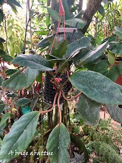 Le Conservatoire national du Bégonia de Rochefort