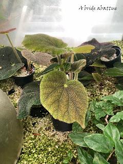 Le Conservatoire national du Bégonia de Rochefort