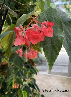 Le Conservatoire national du Bégonia de Rochefort