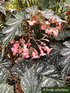 Le Conservatoire national du Bégonia de Rochefort