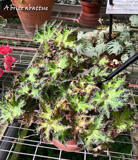 Le Conservatoire national du Bégonia de Rochefort