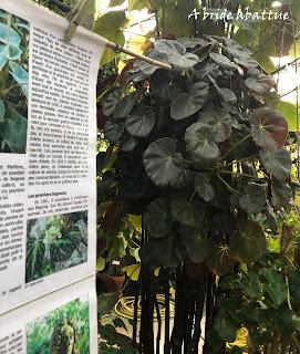 Le Conservatoire national du Bégonia de Rochefort