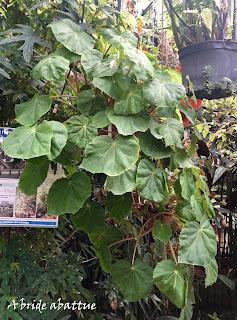 Le Conservatoire national du Bégonia de Rochefort