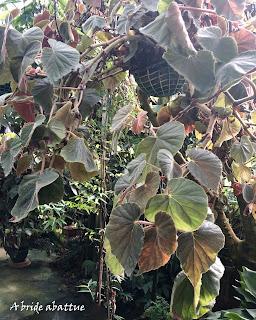 Le Conservatoire national du Bégonia de Rochefort