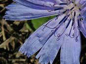 Chicorée sauvage (Cichorium intybus)