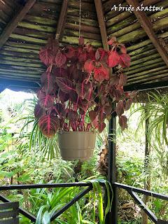 Les jardins de la Boirie à Saint-Pierre-d'Oléron
