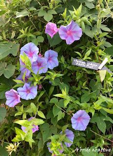 Les jardins de la Boirie à Saint-Pierre-d'Oléron