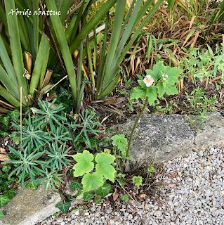 Les jardins de la Boirie à Saint-Pierre-d'Oléron