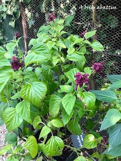 Les jardins de la Boirie à Saint-Pierre-d'Oléron
